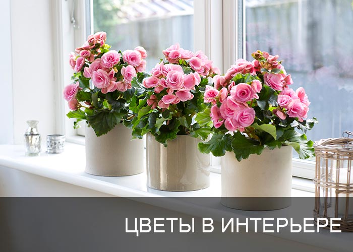 Цветы в интерьере